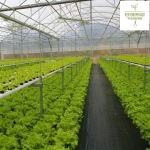Aquaponics, aeroponics and hydroponics systems for intensive agriculture for wholesale producers