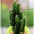 Import Beautiful Natural Plants Outdoor Indoor Cactus Fairy Castle Bonsai Mini Small Big Size from China