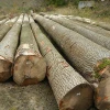 Best And Good Quality White Ash Logs for sale