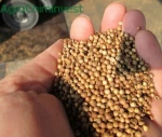 Best quality coriander seeds