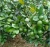 Import Best sales fresh seedless lime green made in Vietnam wholesales price vietnam lime seedless from China
