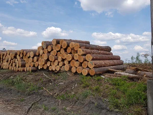 big diameter pine logs
