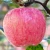 Import bulk new fresh red Fuji apples fruit for sale! from China