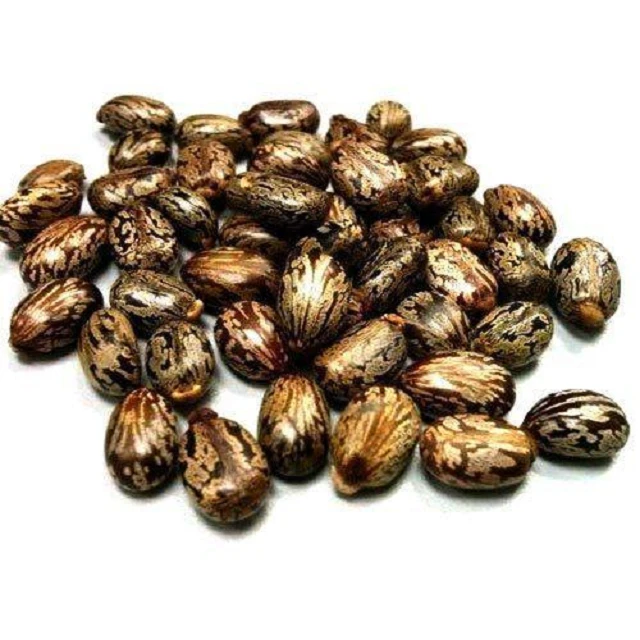 Castor Seeds Natural Brown Castor Seeds / Rapeseed