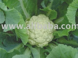 cauliflower 1