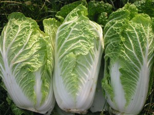*Celery Cabbage CNF USD 0.45 to 0.50/kg Asean Port