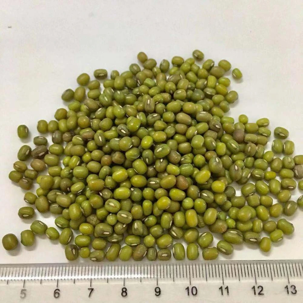 Chinese  Dried Green Mung Beans For Human Consumption