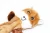 Import custom designer Imitational Animal Shell pet plush dog stuffed squezing toy juguetes para perro from China