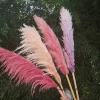 Decoration flower dry natural pink pampas grass Flower dried Phragmites grass