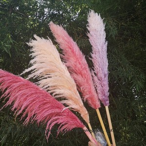Decoration flower dry natural pink pampas grass Flower dried Phragmites grass
