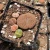 Import Dinter Lithops wholesale cactus succulent plants living stones big Lithops plants Potted plant of raw stone flower from China