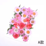 Dried flower embossing materials cover bookmark mobile phone case embossing plant specimens real natural pressed flower