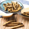 Eco fresh super worm for pet food