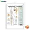 Educational Plastic 3D Medical Anatomical Wall Chart /Poster  - Understanding Osteoporosis