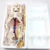 ENOVO-12367, Medical Science 85cm Skeleton with Nerves Blood Vessels for School Education, Anatomical Skeleton