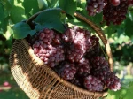 export fresh fruit Sweet fresh red Red grape/Green grape/Bulk grape at wholesale price