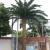 Import Factory customized high simulation superior quality 3-25m Artificial middle east date palm tree artificial tree from China