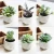 Import Factory directly  Factory directly 16 Pack Artificial Succulent Flocking Plants Unpotted Mini Lotus from China