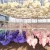 Factory wholesale cheaper price Home Decorative Flowers Long stem Colorful Hydrangea preserved flower For Amazon