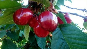 Fresh And Sweet Delicious Cherries Fruits At Wholesale Prices