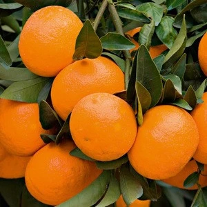 Fresh Citrus Fruits, Fresh Mandarin Oranges