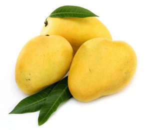 Fresh Crop Alphonso Mango