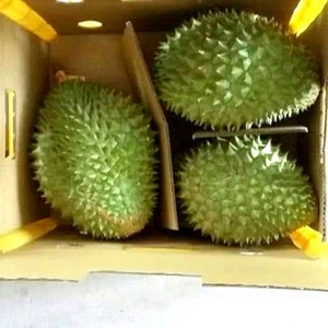 FRESH DURIAN EXPORT BEST PRICE FOR SALE HIGH QUALITY