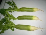 Fresh Green Radish