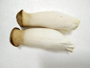 Fresh King Oyster Mushroom/Pleurotus eryngii/Fresh Mushroom