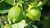 Import Fresh lemon/ fresh lime/ green citrus from Bangladesh from Bangladesh