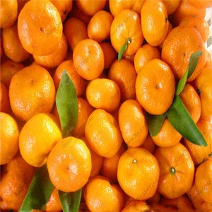 Fresh mandarin orange & OTHER citrus fruit