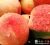 Import fresh peach from china from China