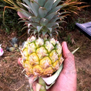 Fresh Phulae pineapple