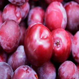 Fresh Plums Ready for Export
