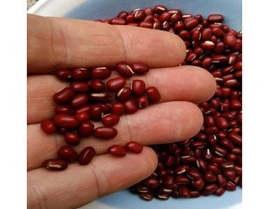 Fresh Quality Vigna Adzuki Beans In Austria