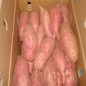 Fresh red sweet potato with cheap price now