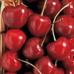 Fresh Sweet Cherry / Fresh Cherry Fruit /Red Cherry