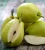 Import Fresh Sweet Packham Pears from South Africa