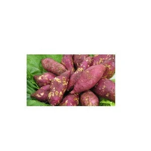 Fresh Sweet Potatoes ,Red Yellow , Purple Skin Sweet Potatoes