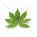 FROZEN CASSAVA LEAVES ( PONDU OR SAKA SAKA)