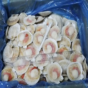 Frozen Half-shell Scallops with Various Sizes