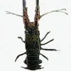 Frozen Lobster / Live lobster Indonesia High Quality Export