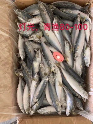 Frozen Seafood   for Sale  whole big scomber mackerel fish