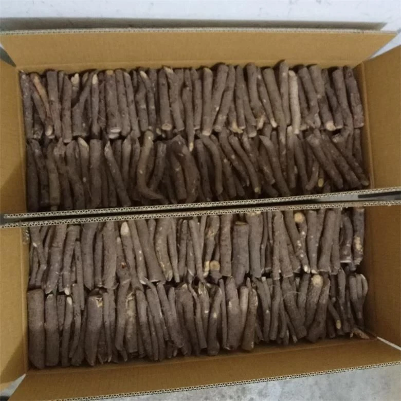 FTE Hybrid Paulownia Roots Cutting For Sale