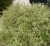 Import Garden Myrtle Myrtus communis young plants for planting from China