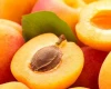 Grade A Fresh Apricots