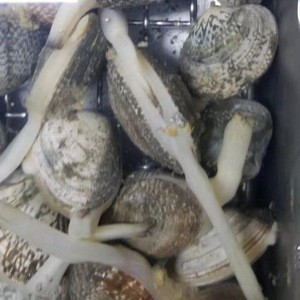 Great Taste Good Quality Short Necked Clam With Shell