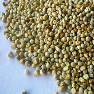 Green Millet/ Bulk Green Millet Available in Ukraine