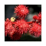 High Quality Castor Seeds for Making Oil