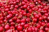 High Quality Fresh Cherries for Importers.